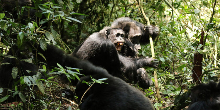 Scientists stunned as chimpanzees turn on friends in killing spree