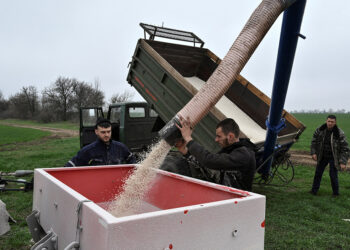 Iran war fertiliser squeeze could spell trouble for next year’s grain harvests