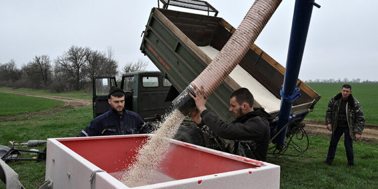Iran war fertiliser squeeze could spell trouble for next year’s grain harvests