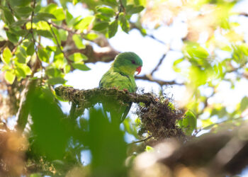 Indonesian parrot, seen once in a century, reappears in mountain forest