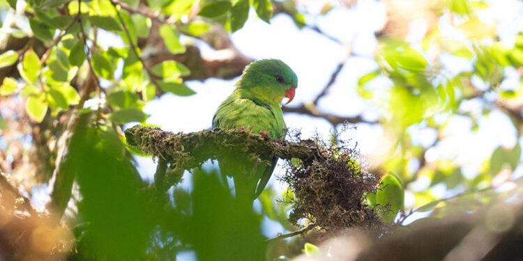 Indonesian parrot, seen once in a century, reappears in mountain forest