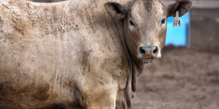 Screwworm border closure fuels beef boom in Mexico, gloom in Texas