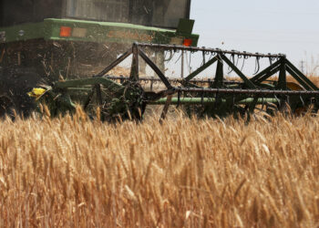 Ample world inventories may soften El Nino food supply shock