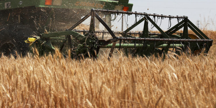 Ample world inventories may soften El Nino food supply shock
