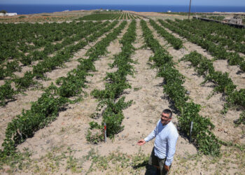 On Greek island of Santorini,winemakers try to adapt to heat and drought