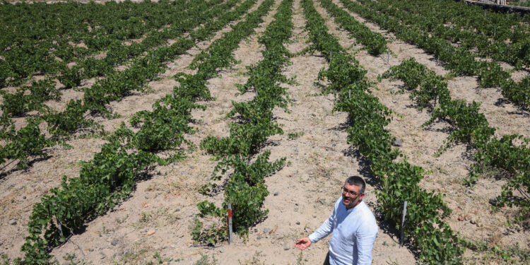 On Greek island of Santorini,winemakers try to adapt to heat and drought