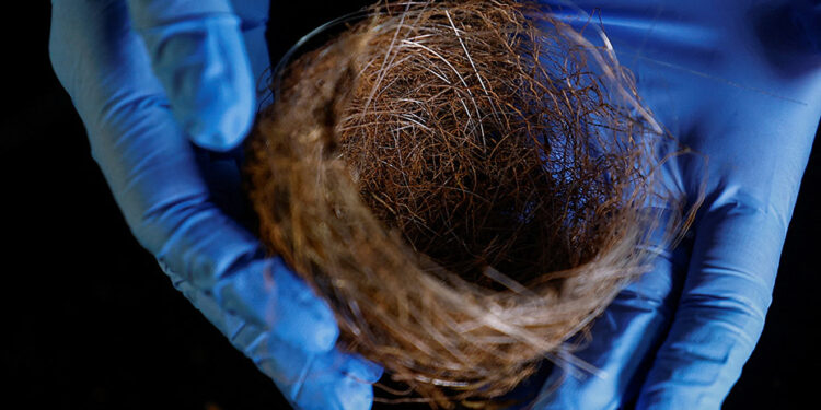 Bird nests of fibre-optic cables show war’s impact on Ukraine