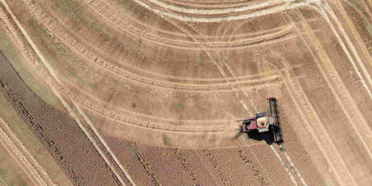 Drought-hit Britain heads for worst cereal harvest in four decades