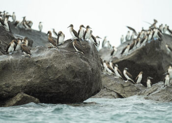 Displaced by El Niño, South American seabirds flock to Panama