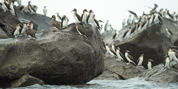 Displaced by El Niño, South American seabirds flock to Panama