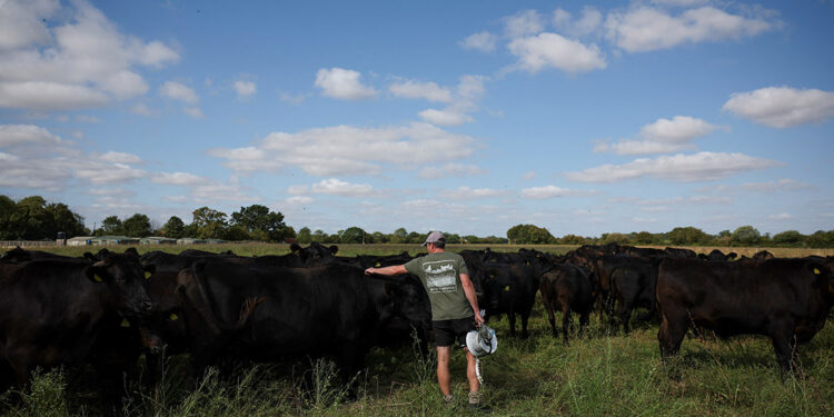 As Europe bakes, momentum grows for climate-resilient farming