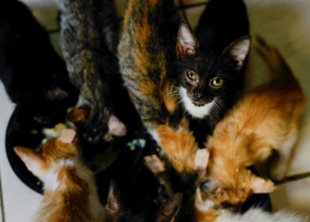 Even Cuba’s stray cats are feeling the heat as crisis deepens