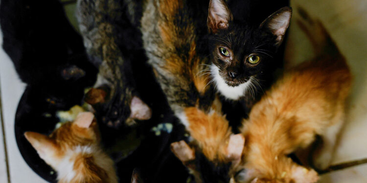 Even Cuba’s stray cats are feeling the heat as crisis deepens